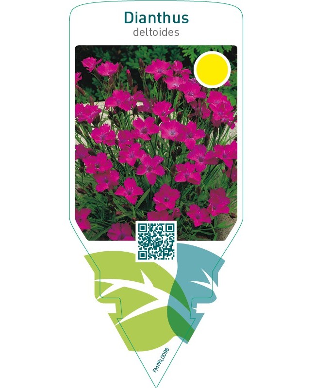 Dianthus deltoides  pink