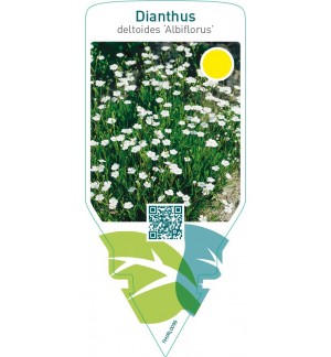 Dianthus deltoides ‘Albiflorus’