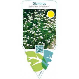 Dianthus deltoides ‘Albiflorus’