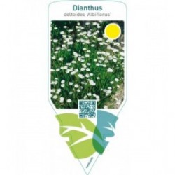 Dianthus deltoides ‘Albiflorus’