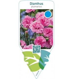 Dianthus (P)  pink