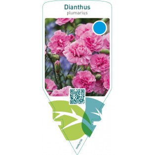 Dianthus (P)  pink
