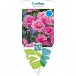 Dianthus (P)  pink