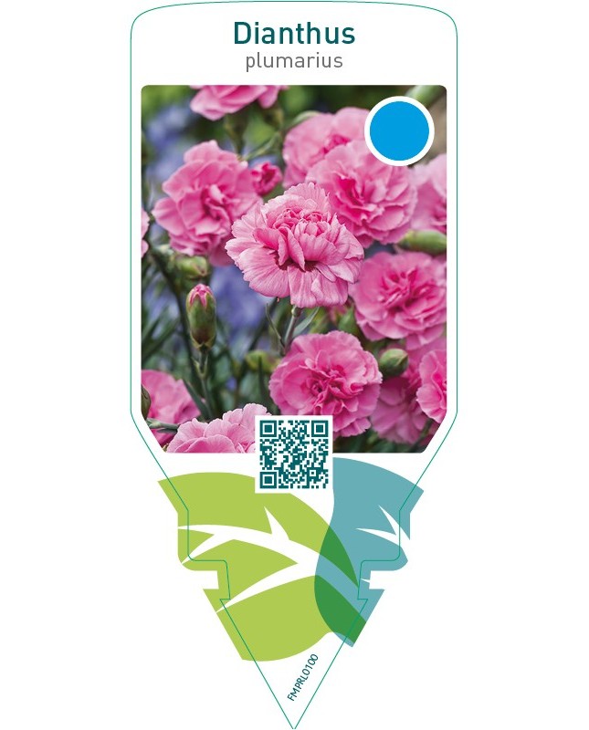 Dianthus (P)  pink