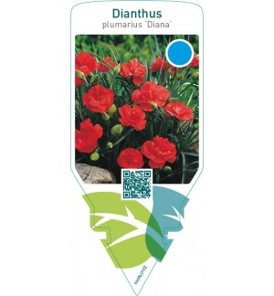 Dianthus (P) ‘Diana’