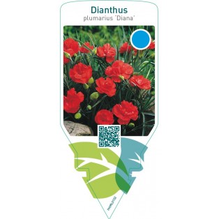 Dianthus (P) ‘Diana’