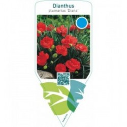 Dianthus (P) ‘Diana’