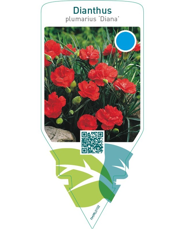Dianthus (P) ‘Diana’