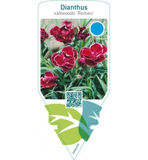 Dianthus allwoodii ‘Romeo’