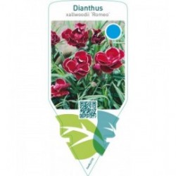 Dianthus allwoodii ‘Romeo’