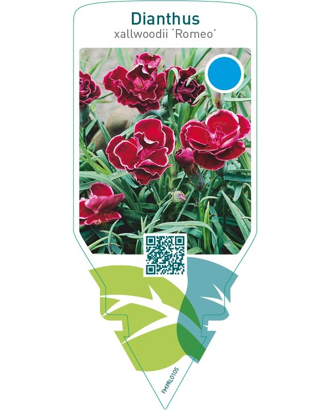 Dianthus allwoodii ‘Romeo’