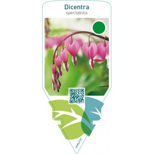 Dicentra spectabilis  red