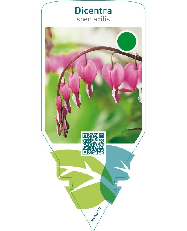 Dicentra spectabilis  red