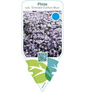 Phlox (S) ‘Emerald Cushion Blue’