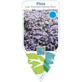 Phlox (S) ‘Emerald Cushion Blue’