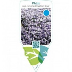 Phlox (S) ‘Emerald Cushion Blue’