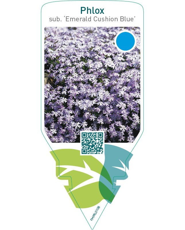 Phlox (S) ‘Emerald Cushion Blue’