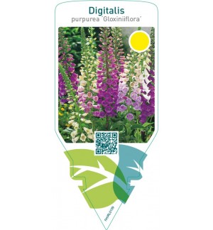 Digitalis purpurea ‘Gloxiniiflora’