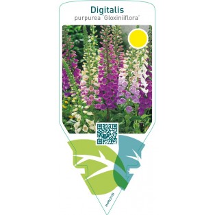 Digitalis purpurea ‘Gloxiniiflora’