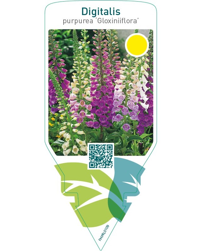 Digitalis purpurea ‘Gloxiniiflora’