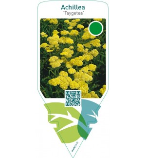Achillea ‘Taygetea’