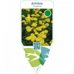 Achillea ‘Taygetea’
