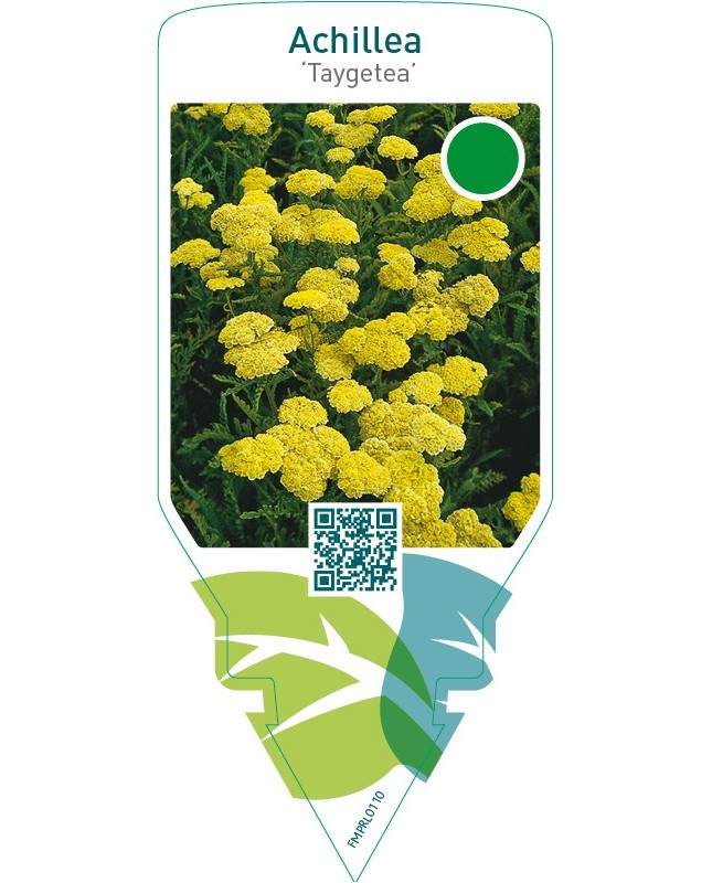 Achillea ‘Taygetea’
