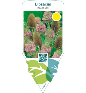Dipsacus fullonum