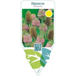 Dipsacus fullonum