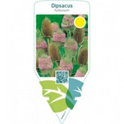 Dipsacus fullonum