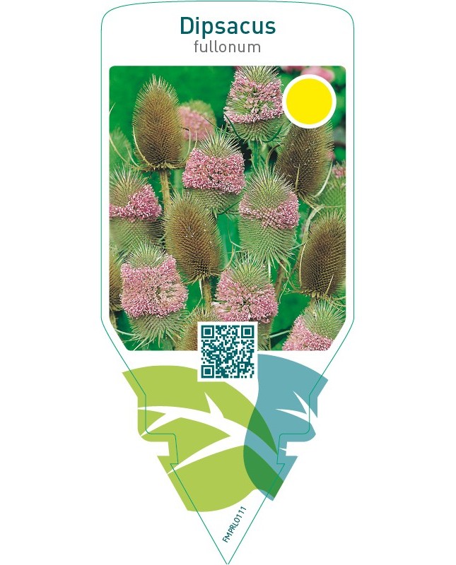 Dipsacus fullonum