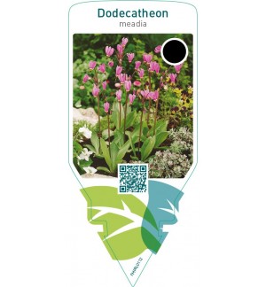 Dodecatheon meadia