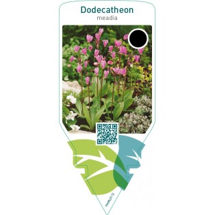 Dodecatheon meadia