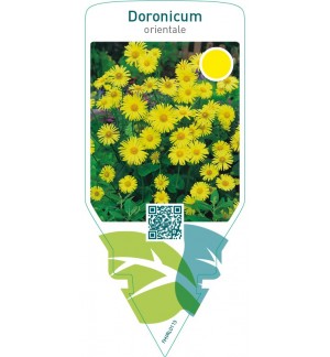 Doronicum orientale