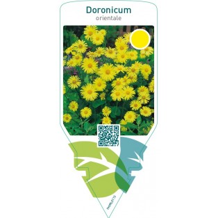 Doronicum orientale