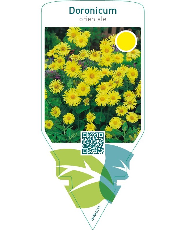 Doronicum orientale