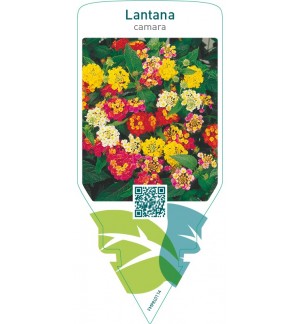Lantana camara  mix