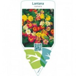 Lantana camara  mix