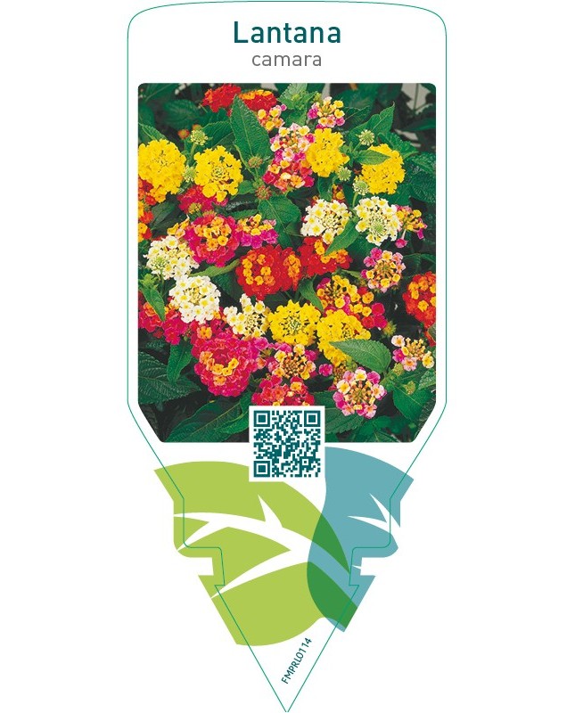 Lantana camara  mix