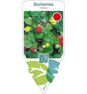 Duchesnea indica