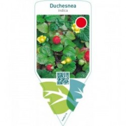 Duchesnea indica