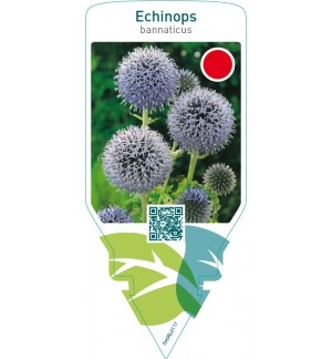 Echinops bannaticus