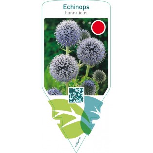 Echinops bannaticus
