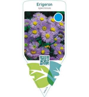 Erigeron speciosus  blue