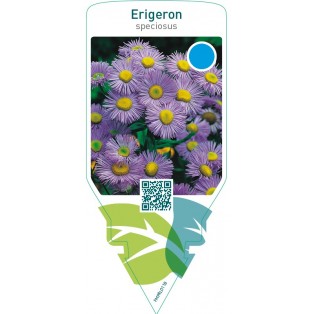 Erigeron speciosus  blue