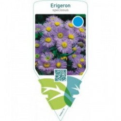 Erigeron speciosus  blue