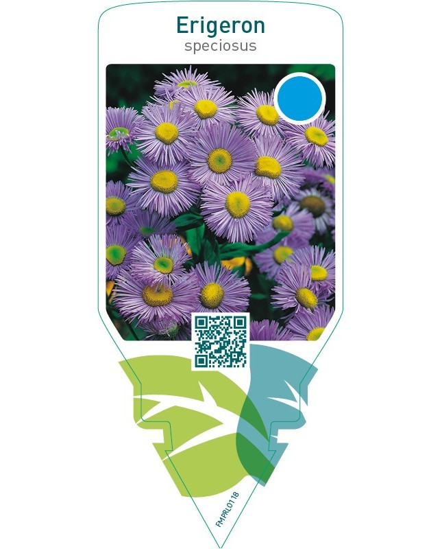 Erigeron speciosus  blue
