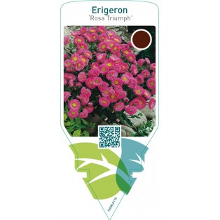 Erigeron ‘Rosa Triumph’