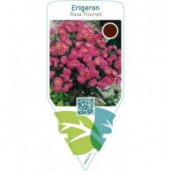 Erigeron ‘Rosa Triumph’