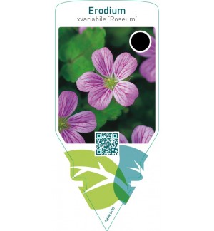 Erodium variabile ‘Roseum’